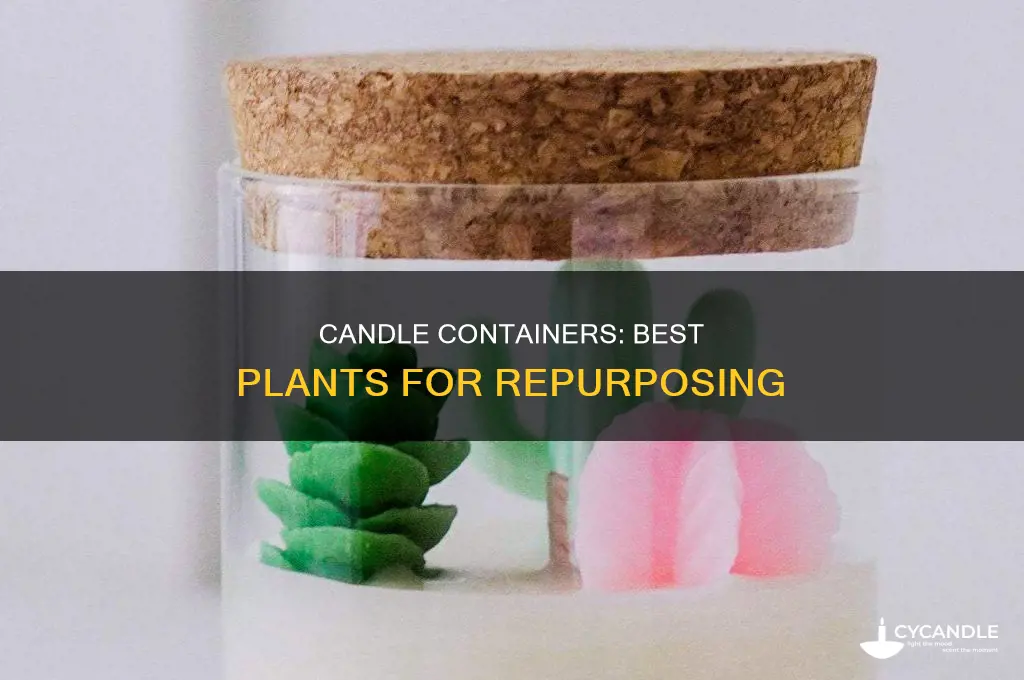 which plants to plant in candle containers