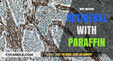 Enhancing Tissue Staining: The Role of Antigen Retrieval in Paraffin Sections