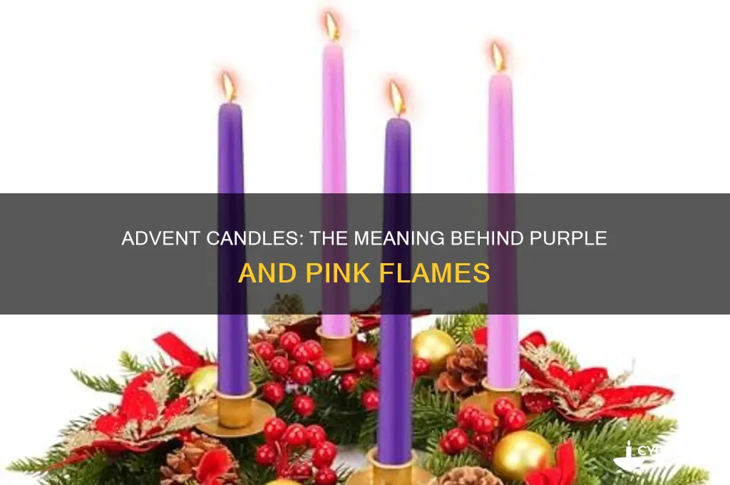 why are the four candles of advent pourplw and pink