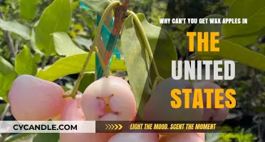 Why Wax Apples Remain Elusive in the United States