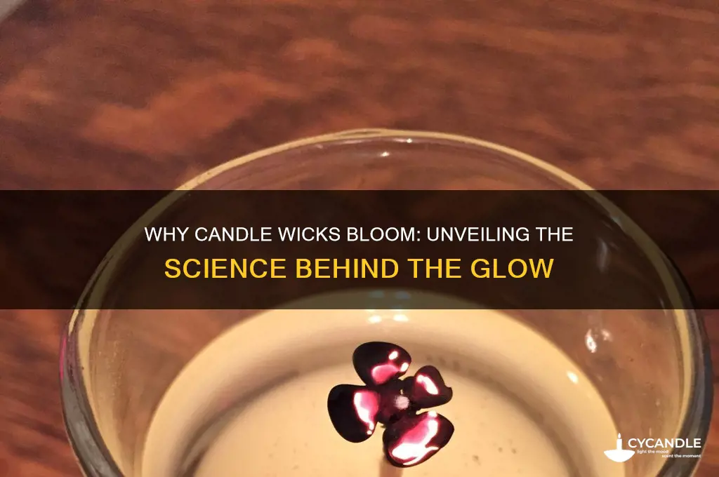 why do candles wicks bloom