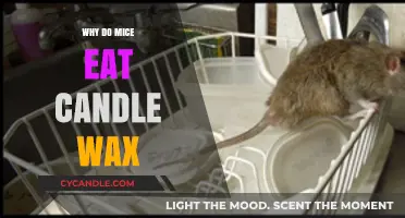 Why Mice Eat Candle Wax: Uncovering the Surprising Reasons Behind This Behavior