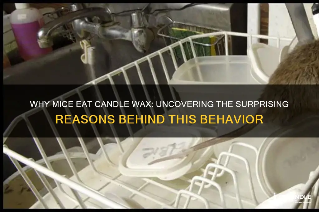 why do mice eat candle wax