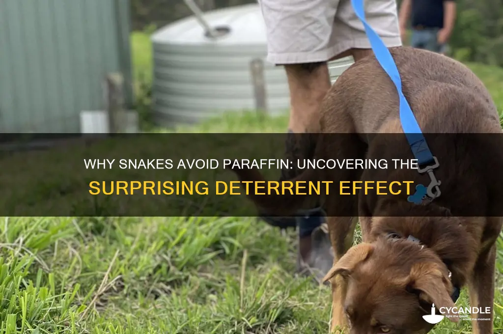 why do snakes fear paraffin
