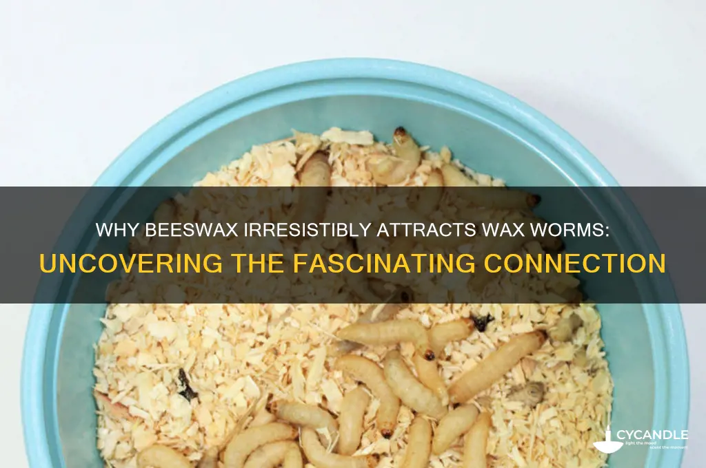 why does beeswax attract waxwoems