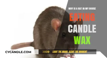 Why Rats Eat Candle Wax: Uncovering the Strange Houseguest Habit