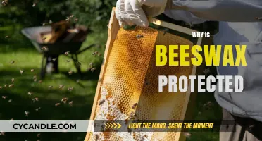 Why Beeswax is Protected: Understanding Its Ecological and Economic Importance
