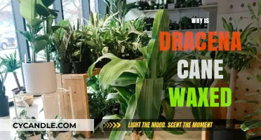 Why Dracena Cane Plants Are Waxed: Uncovering the Surprising Benefits