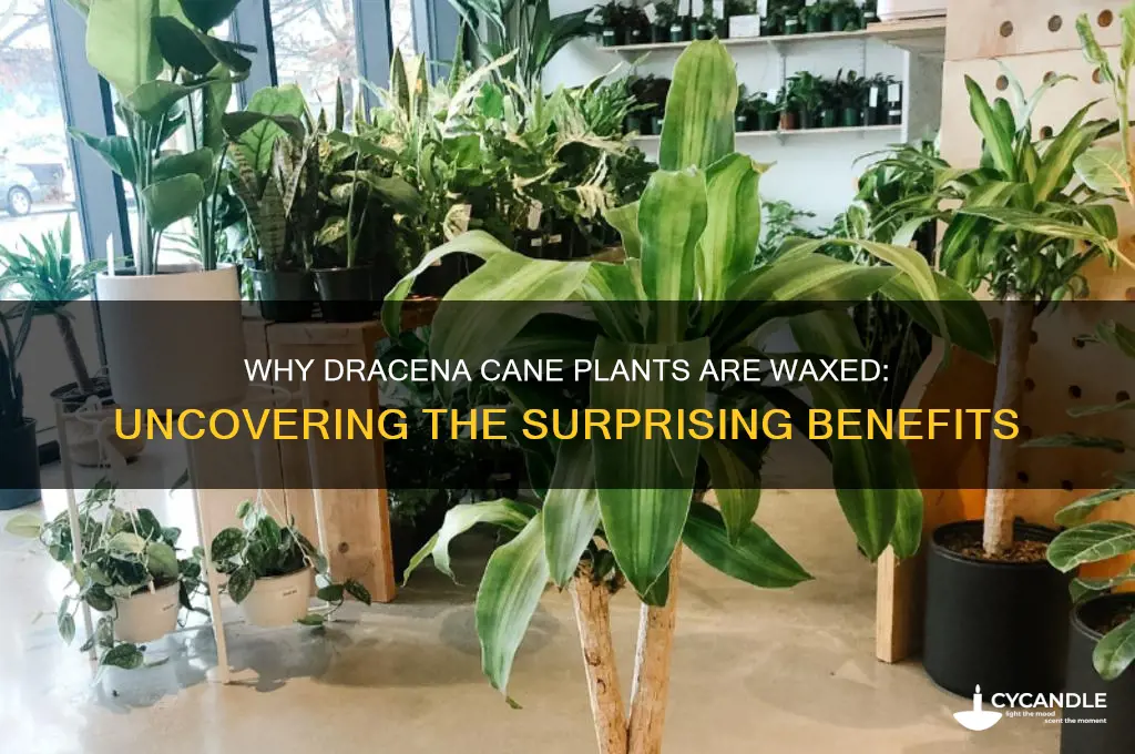 why is dracena cane waxed