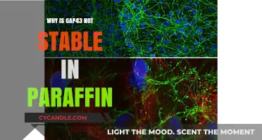 Understanding GAP43 Instability in Paraffin: Causes and Solutions