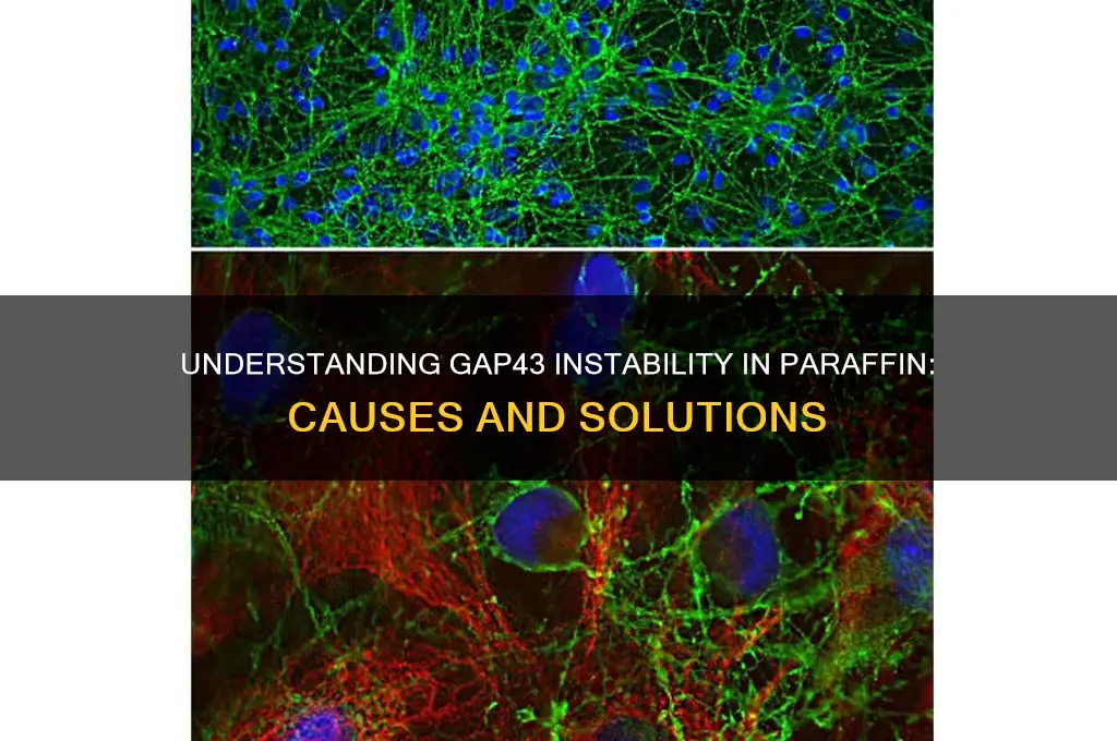 why is gap43 not stable in paraffin