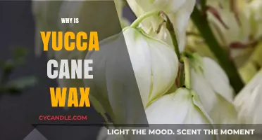Unveiling Yucca Cane Wax: Benefits, Uses, and Natural Properties Explained