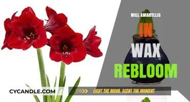 Will Amaryllis in Wax Rebloom: A Guide to Reviving Your Plant