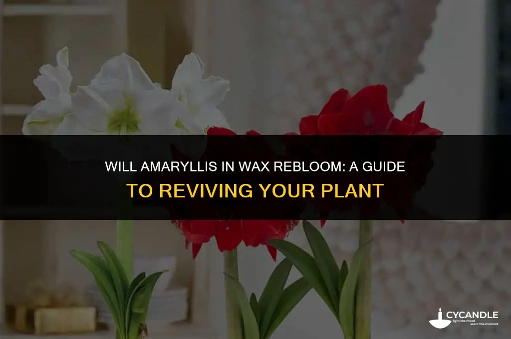 will amaryllis in wax rebloom
