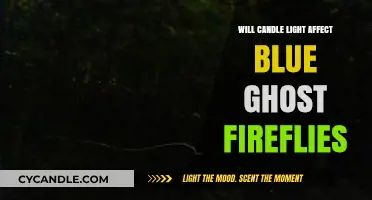 Candlelight's Impact on Blue Ghost Fireflies: A Glowing Concern