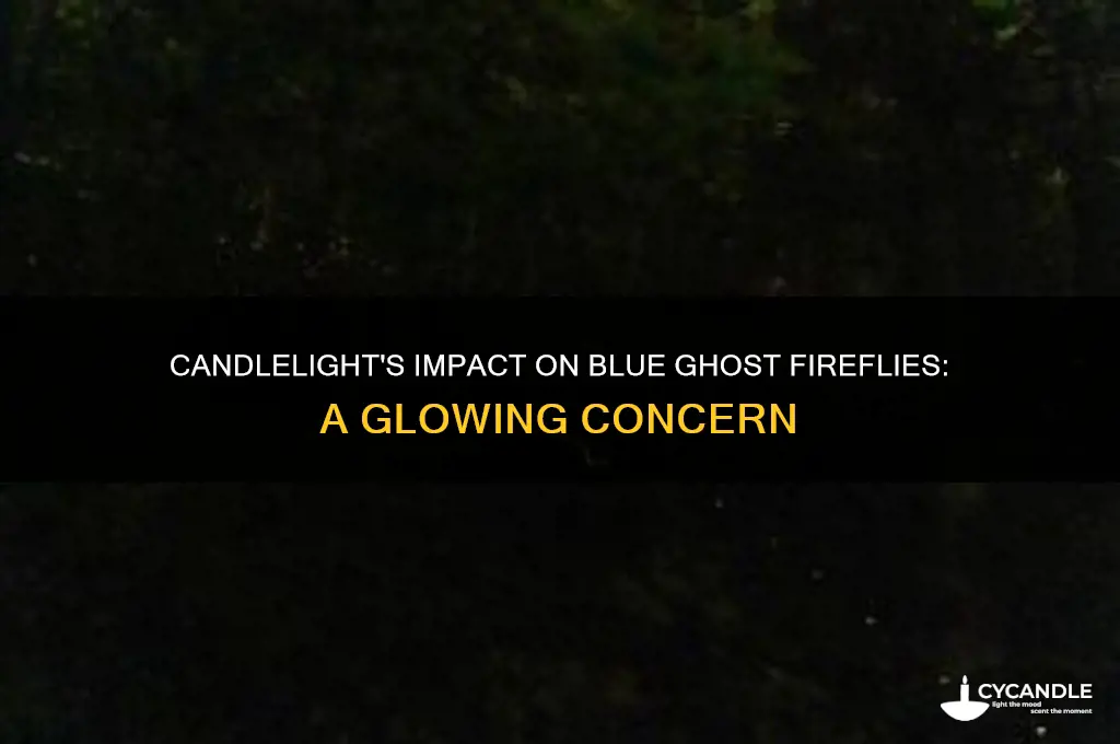 will candle light affect blue ghost fireflies