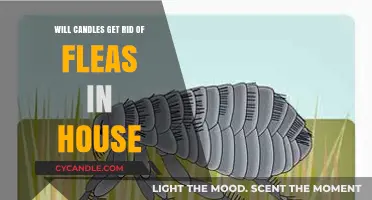 Can Candles Eliminate Fleas? Debunking Home Remedies for Flea Infestations