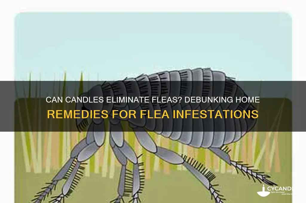 will candles get rid of fleas in house