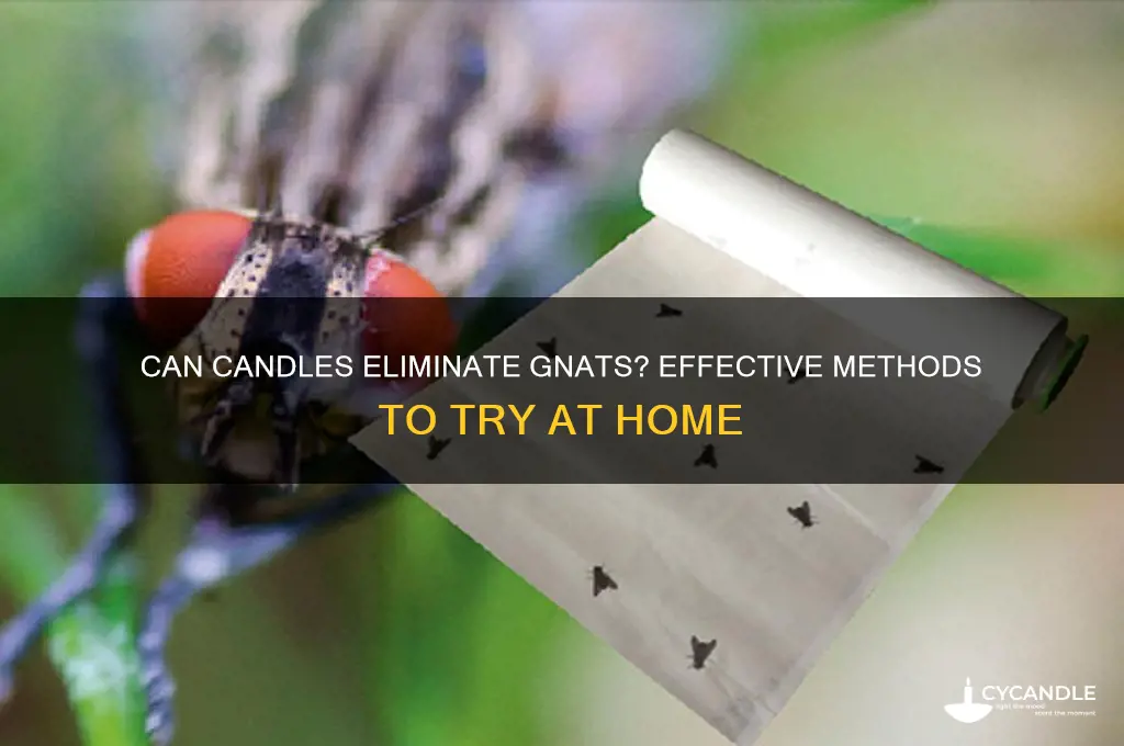 will candles get rid of gnats