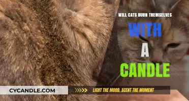 Can Cats Safely Be Around Candles? Risks of Burns Explained