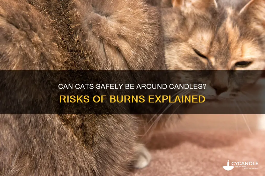 will cats burn themselves with a candle
