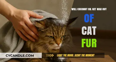Natural Remedies: Coconut Oil's Potential in Removing Wax from Cat Fur