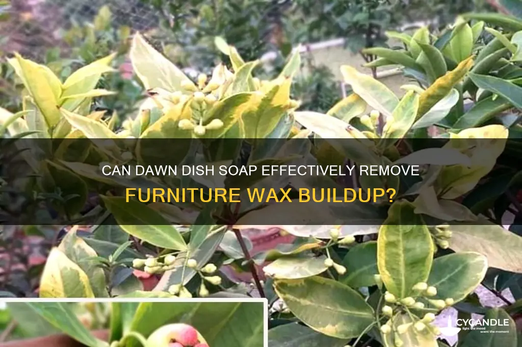 will dawn remove a furniture wax build up