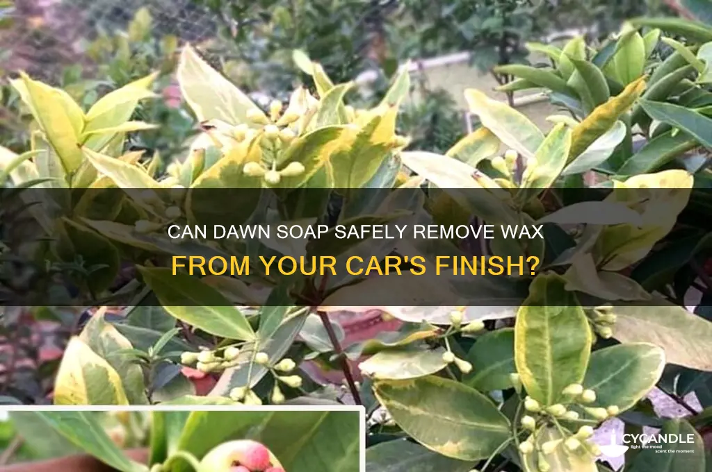 will dawn soap remove wax job