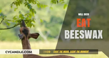 Do Deer Consume Beeswax? Uncovering the Truth About Their Diet