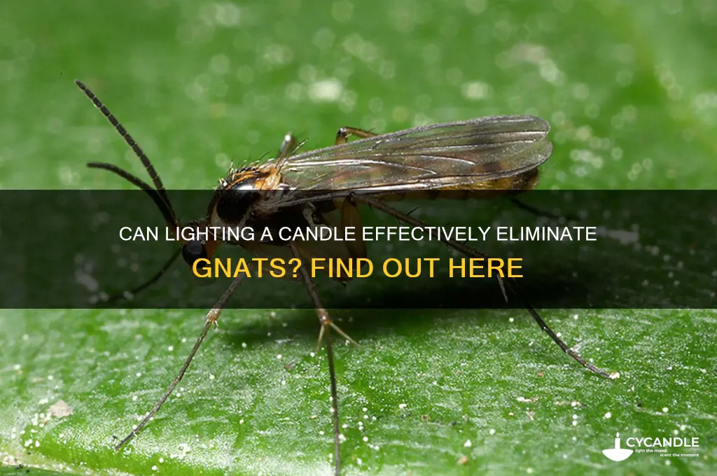 will lighting a candle get rid of gnats