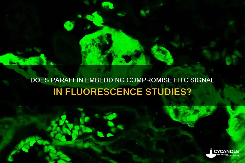 will paraffin destroy fitc signal