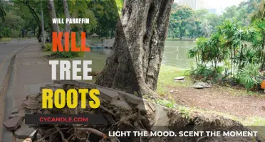 Does Paraffin Harm Tree Roots? Understanding Its Impact on Trees