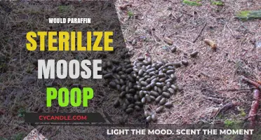 Can Paraffin Effectively Sterilize Moose Feces? Exploring Unusual Methods