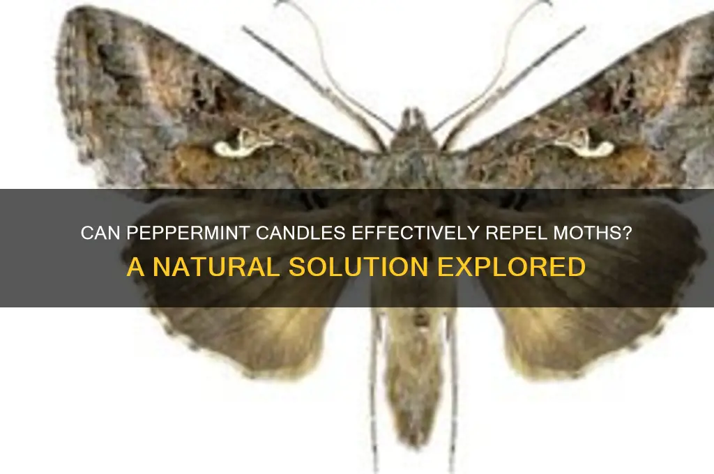 would peppermint candle work to get rid of moths